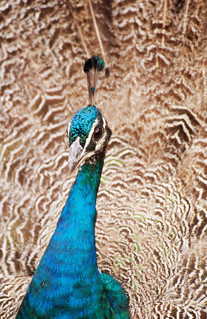 Peacock (Pavo cristatus)