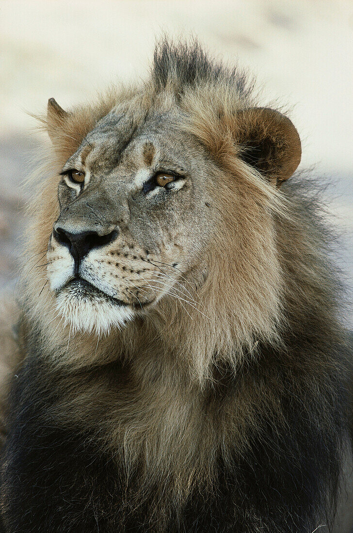 Lion (Panthera leo), Kgalagadi Transfrontier Park (formerly Kalahari-Gemsbok National Park), South Africa