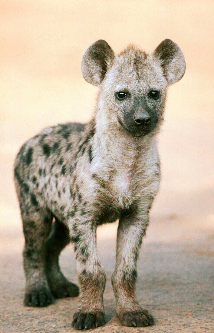 Spotted Hyena (Crocuta crocuta). Kruger National Park. South Africa
