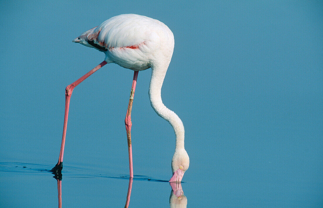 Greater Flamingo (Phoenicopterus ruber). Laguna Fuente de Piedra, near Antequera. Málaga province. Andalusia. Spain