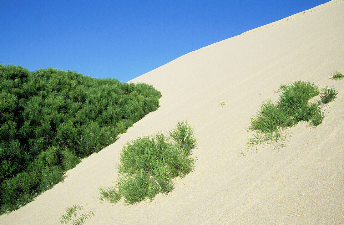 Umbrella Pines (Pinus pinea) buried by large sand dune. Punta Palomar, near Tarifa. Cádiz province. Andalusia. Spain