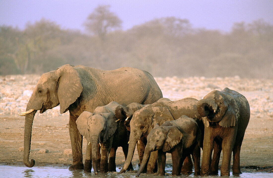 African Elephant. (Loxodonta africana) in the Etosha National Park. Namibia