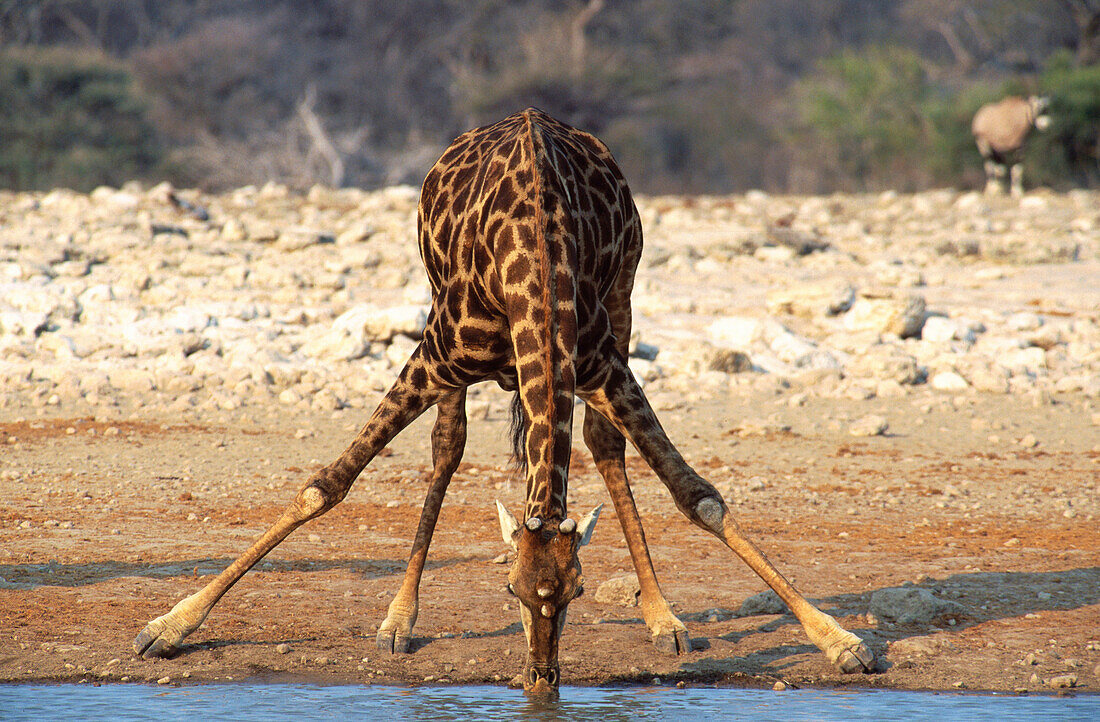 Southern Giraffe (Giraffa camelopardalis giraffa) drinking at a waterhole. Etosha National Park. Namibia