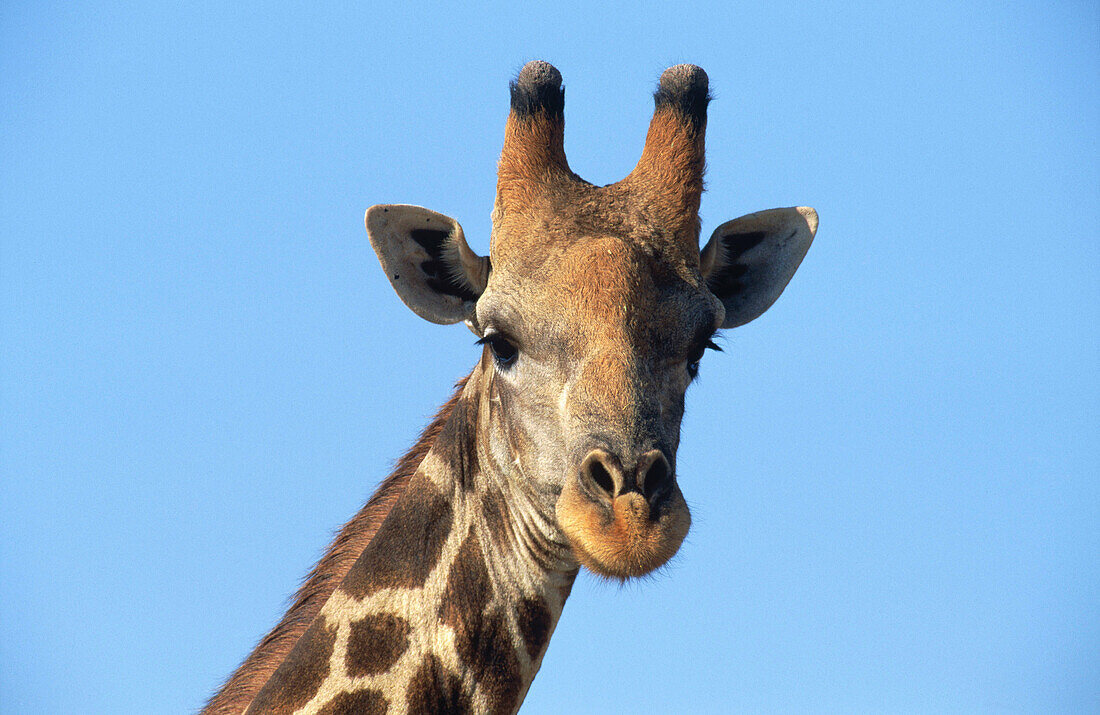 Southern Giraffe (Giraffa camelopardalis giraffa). Kaokoveld. Namibia