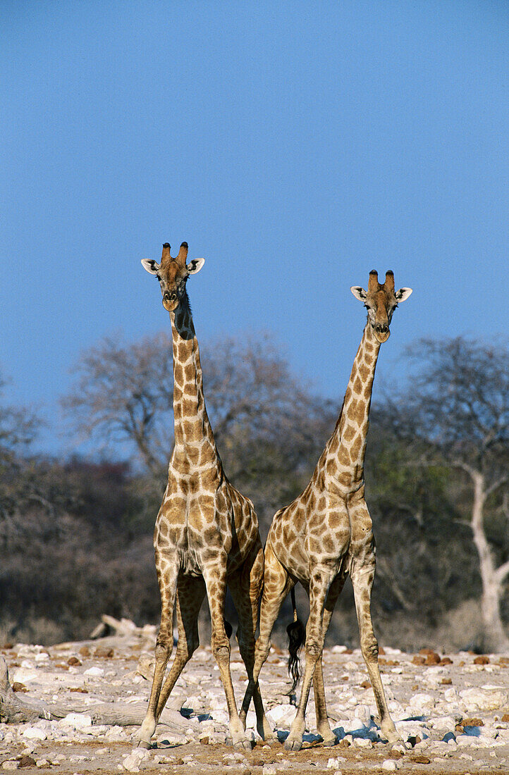 Southern Giraffe (Giraffa camelopardalis giraffa). Two bulls in a fighting mood. Etosha National Park. Namibia
