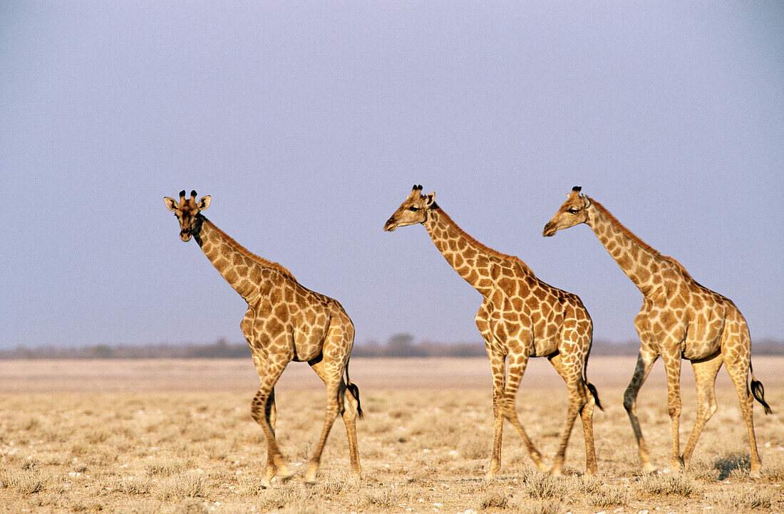 Four giraffas in Etosha National Park. Namibia