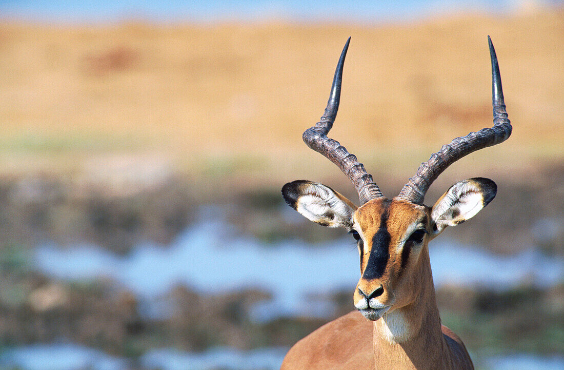 Black faced impala (Aepyceros Melampus Petersi). Etosha National Park. Namibia