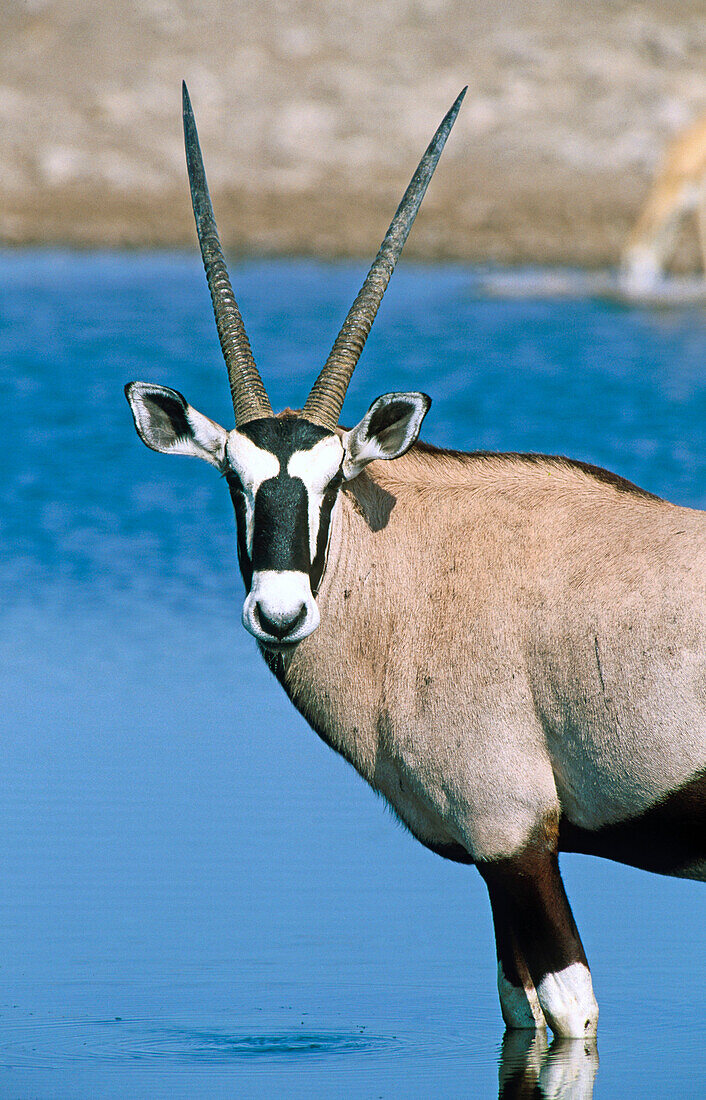 Gemsbok (Oryx gazella). Etosha National Park. Namibia