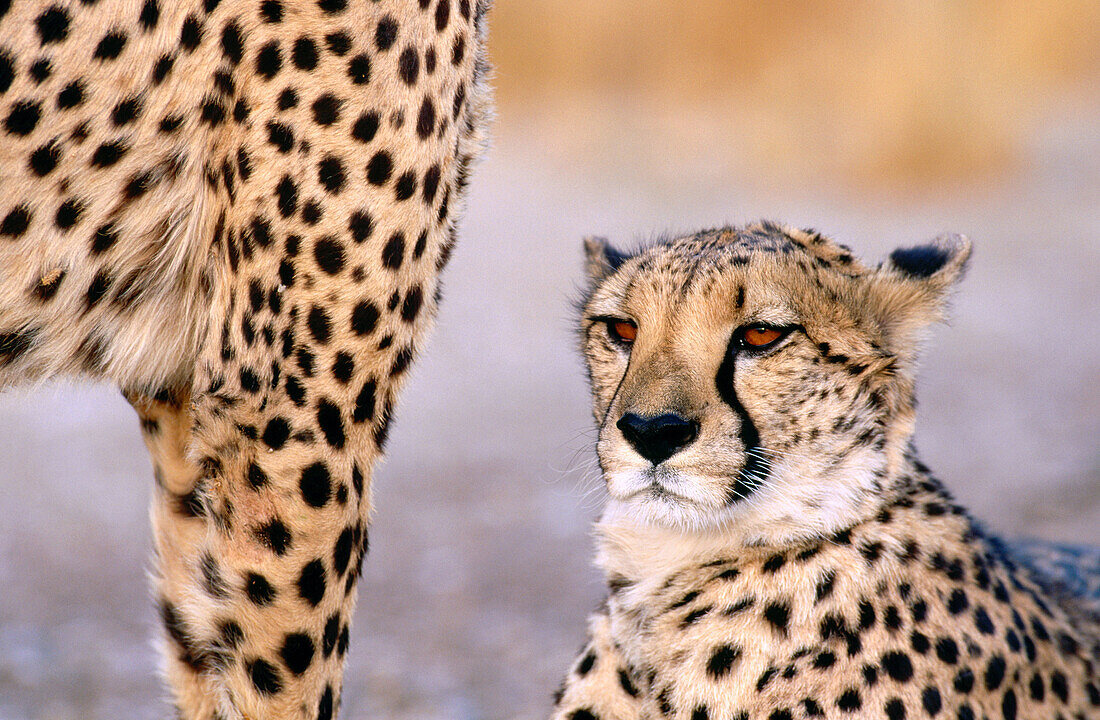 Cheetah (Acinonyx jubatus). Namibia