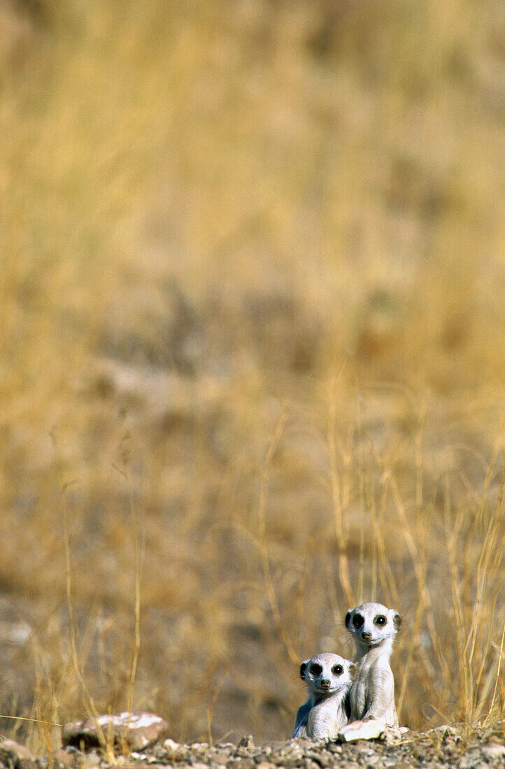Suricates (Suricatta suricatta) at their Burrow. Namibia
