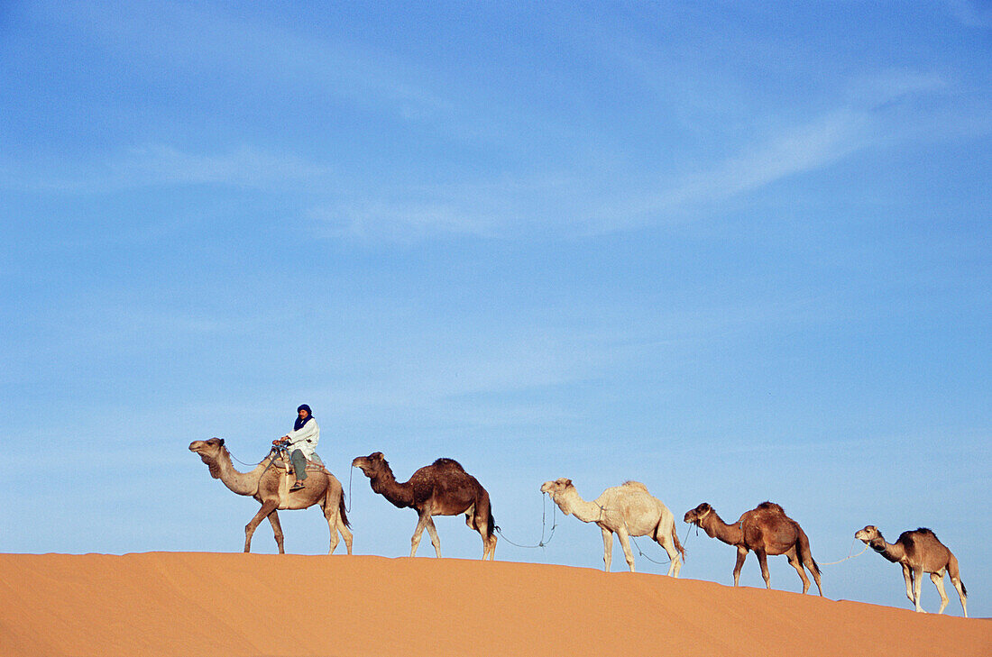 Berber with dromedaries in the great sand dunes of Erg Chebbi at Merzouga, Sahara desert. Southeast Morocco