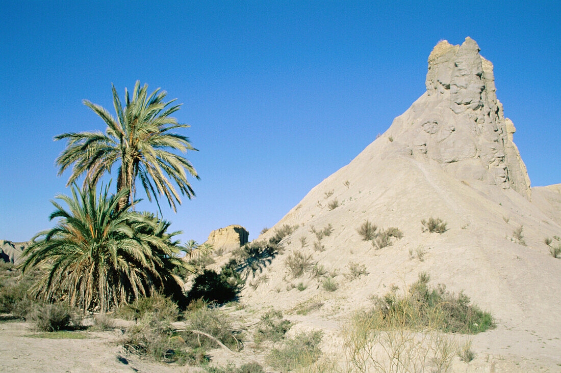 Palm trees and naked ridges of eroded sandstone in Tabernas desert, Europe s only true desert. Almería province, Andalusia, Spain