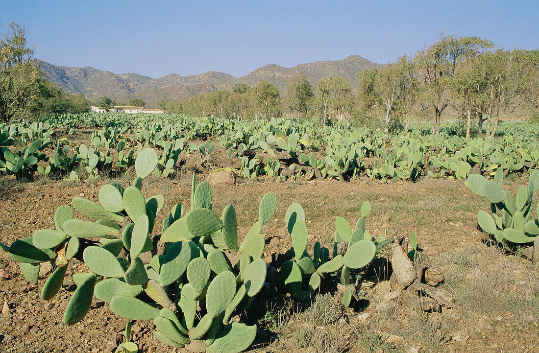 Cultivated Prickly Pear (Opuntia ficus-indica) fieldas in the Cabo de Gata-Nijar Biosphere Reserve. Almería province, Andalusia, Spain