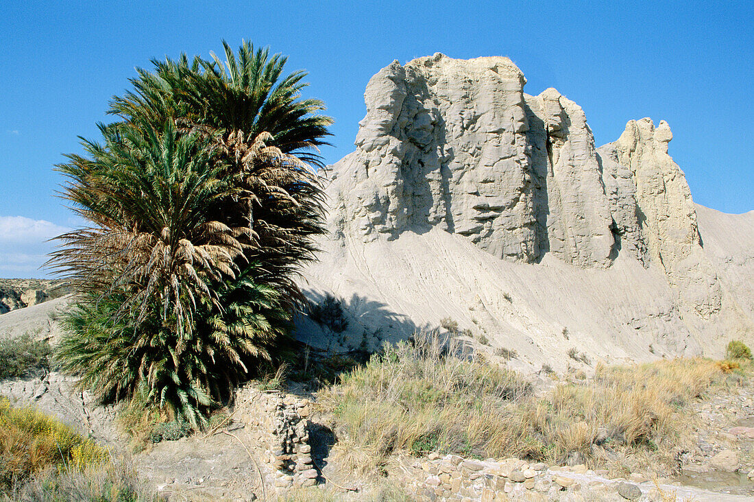 Palm trees and naked ridges of eroded sandstone in Tabernas desert, Europe s only true desert. Almería province, Andalusia, Spain