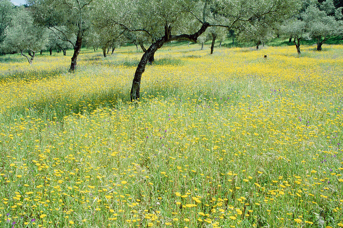 Spring meadow and Olive trees (Olea europaea) in Sierra de Aracena. Huelva province, Andalusia, Spain