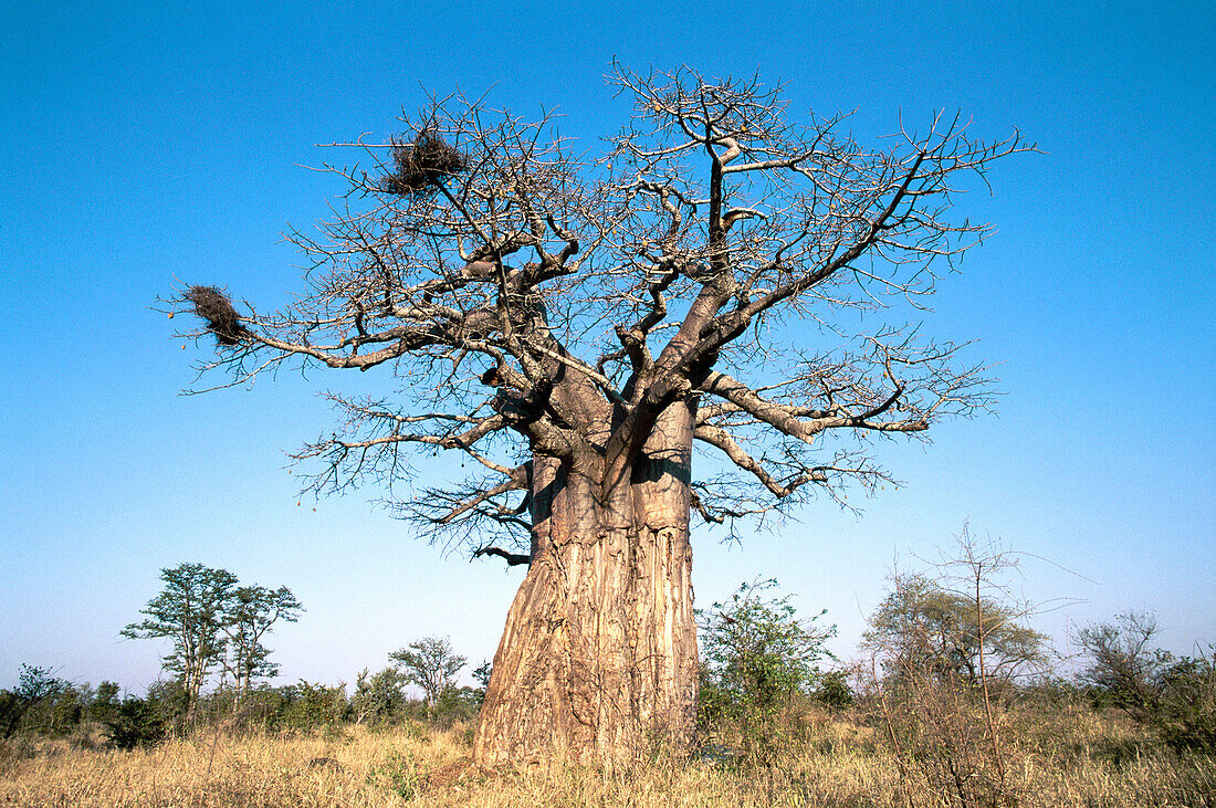 Baobab (Adansonia digitata). Kruger National Park, South Africa. Common in the northern part of the park