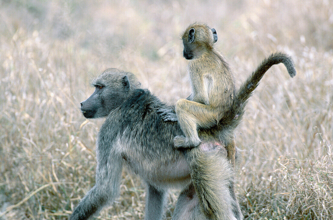 Chacma Baboon (Papio ursinus), riding on mother s back. Kruger National Park. South Africa