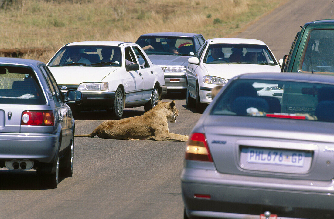 Lion (Panthera leo). Female and tourist vehicles. Kruger National Park. South Africa