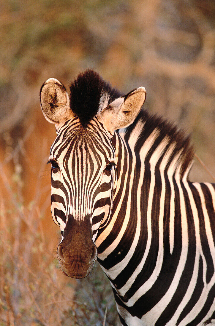 Burchell s Zebras (Equus burchelli) in the evening light. Kurger National Park. South Africa
