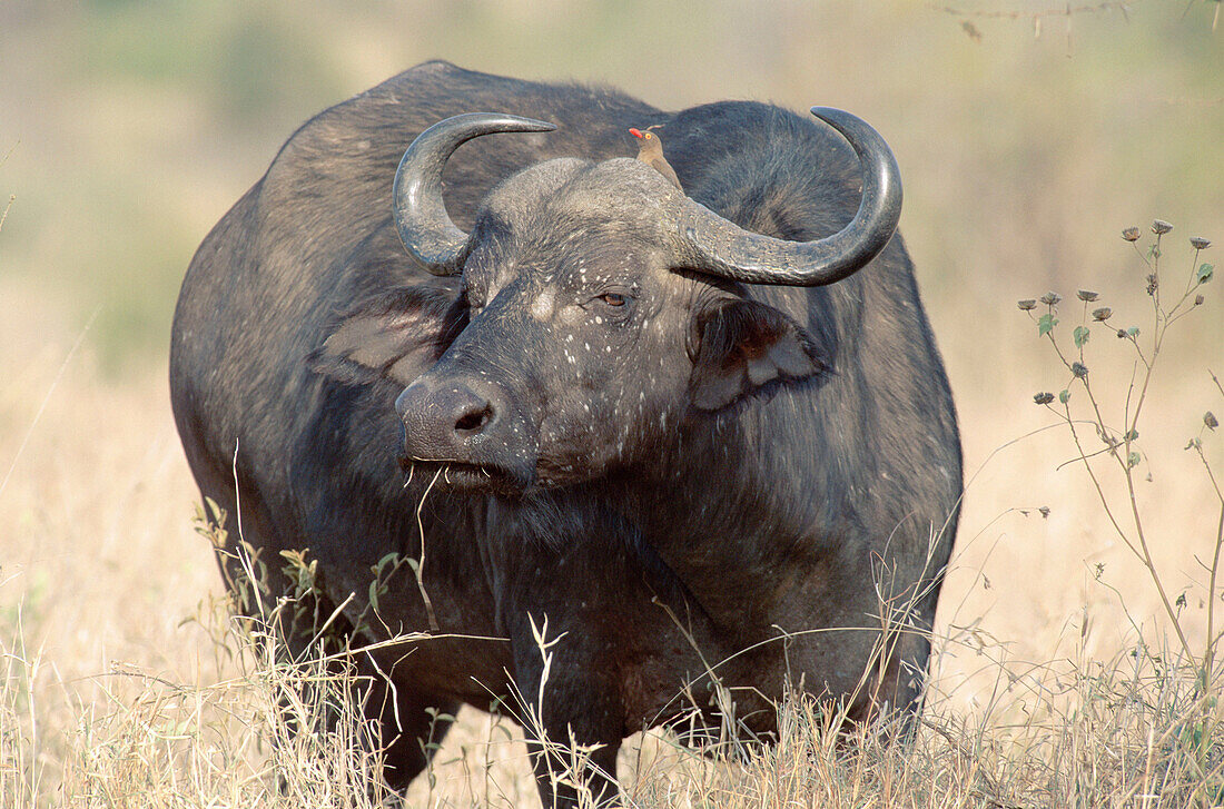 African buffalo (Syncerus catter catter) with Red-billed Oxpecker (Buphagus erythrorhynchus). Kruger National Park, South Africa