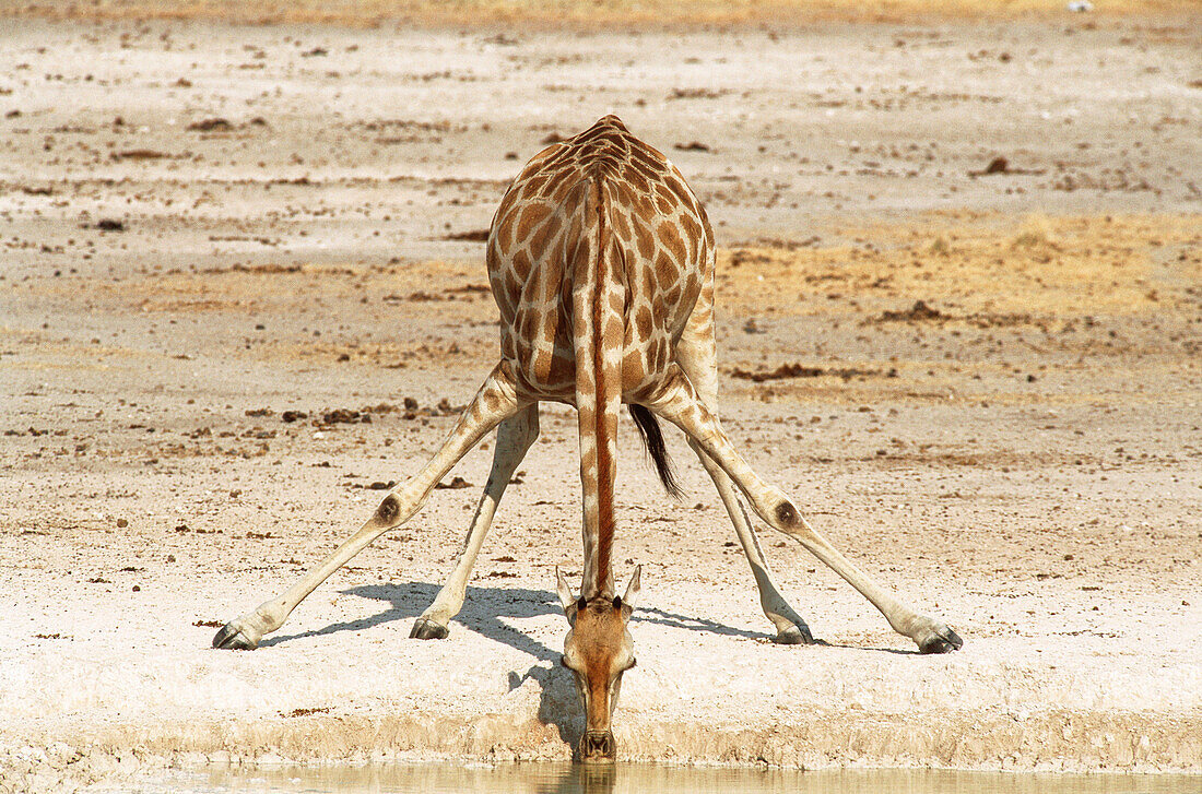 Southern Giraffe (Giraffa camelopardalis giraffa) drinking at a waterhole. Etosha National Park. Namibia