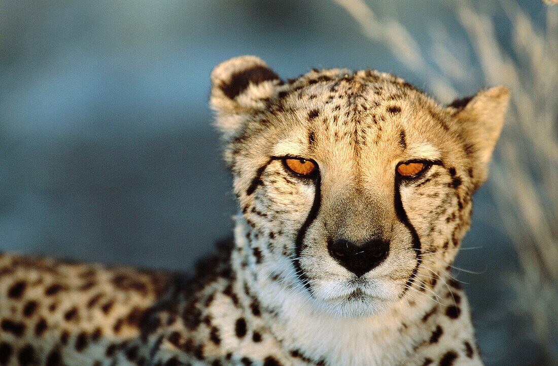 Cheetah (Acinonyx jubatus) female in captivity on a Farm. Namibia