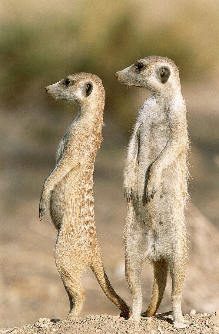 Meerkat or suricate (Suricata suricatta) female with young on the lookout at the edge of their burrow. Kgalagadi Desert. Southeast Namibia