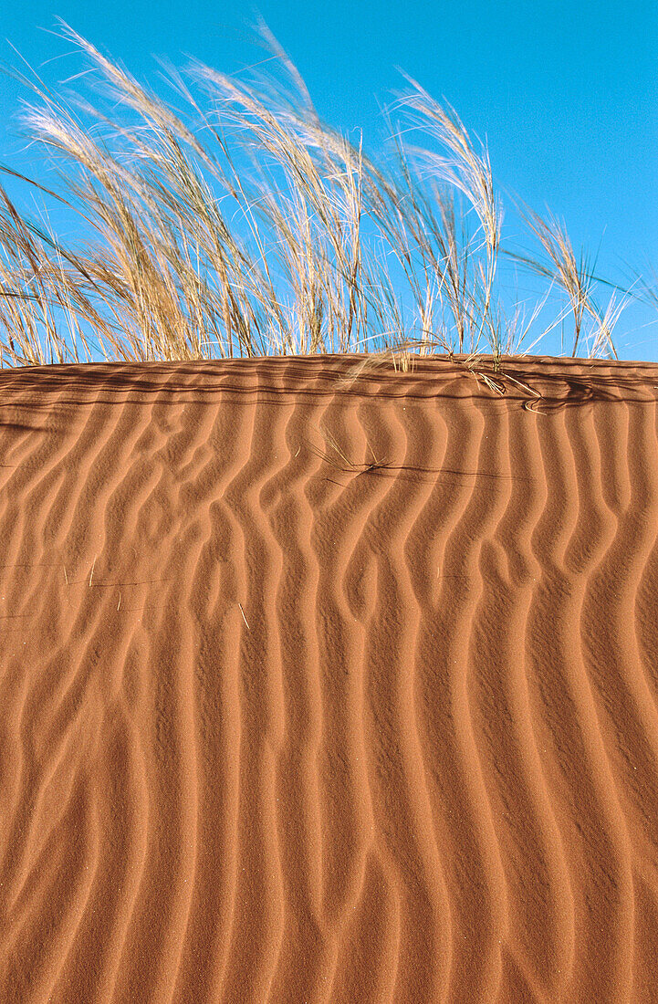 Namib desert. The endemic Namib bushman dune grass (Stipagrostis sabulicola). Namibia
