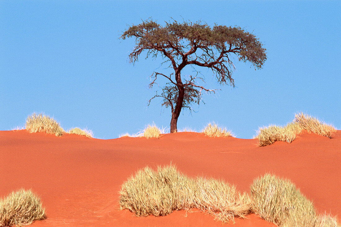 Landscape with Bushman grass (Stipagrostis sp.) and Camelthorn trees (Acacia erioloba), at the edge of the Namib desert. Namibia