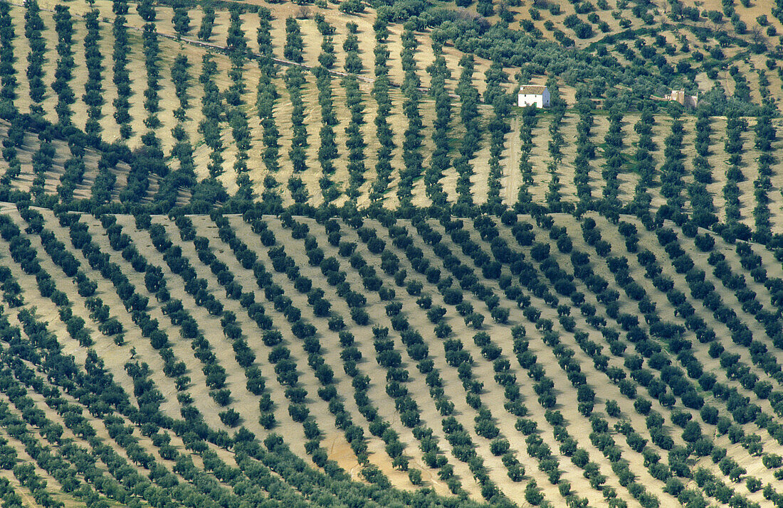 Cultivated olive trees (Olea europaea). Province of Málaga, Andalucía, Spain.