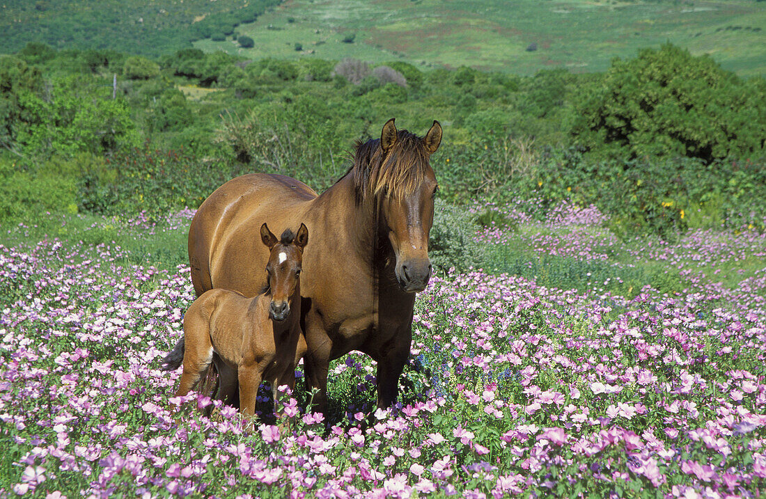 Mare, with foal in a flowery spring meadow near Tarifa. Province of Cádiz, Andalucía, Spain.