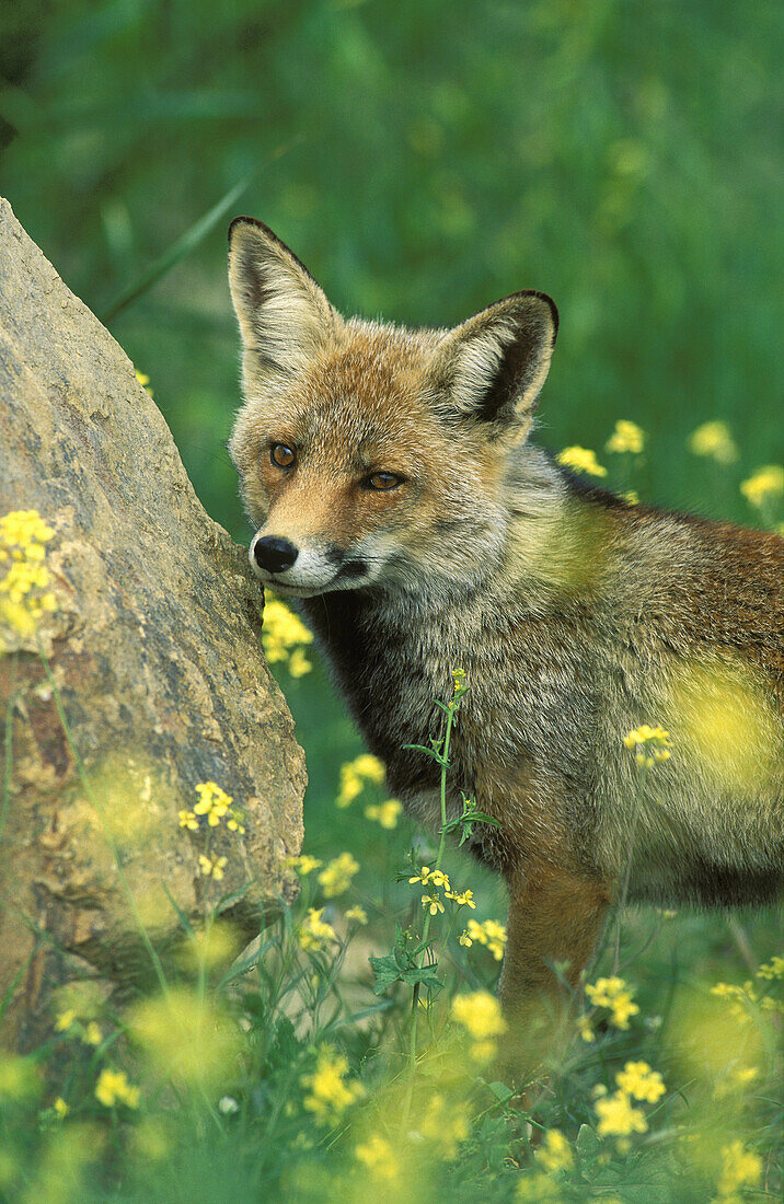 Red fox (Vulpes vulpes), male, in spring with yellow-flowered annuals in the Sierra de Aracena, which is part of the vast Sierra Morena. Province of Huelva, Andalucía, Spain.