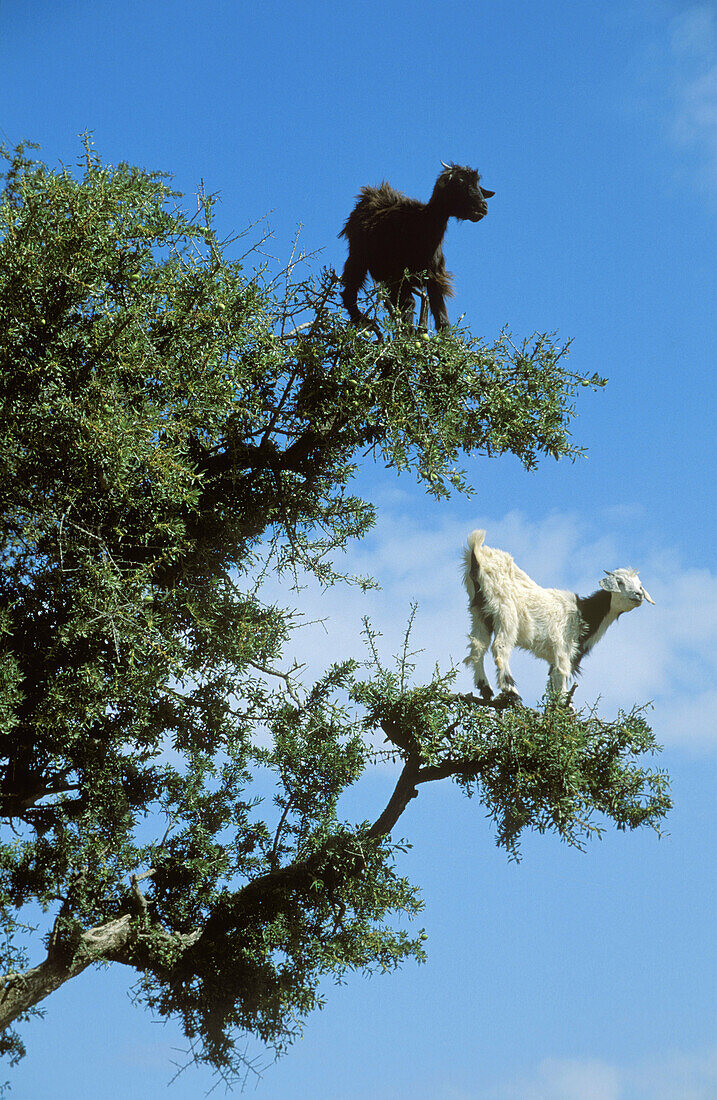 The Argan trees (Argania spinosa) at the foothills of the Anti-Atlas mountains often are climbered by goats which feed on the olive-like fruits and the leaves. Anti-Atlas mountains, Morocco.