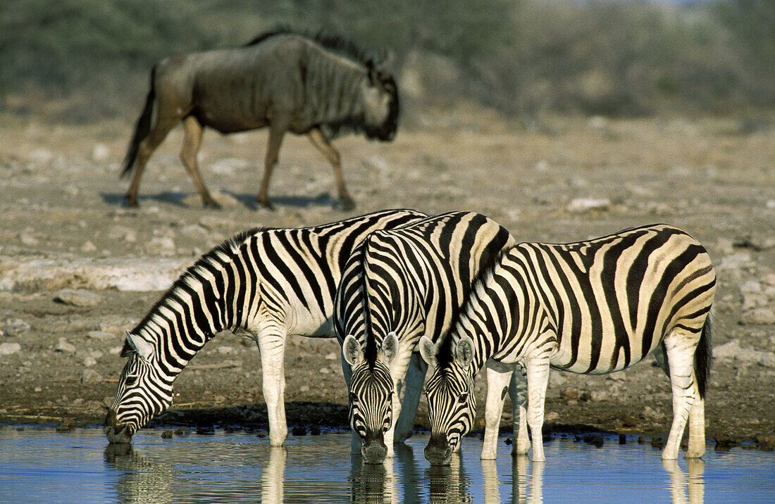 Burchell s Zebra (Equus burchelli); drinking at a waterhole; in the background a Blue Wildebeest (Connochaetes taurinus taurinus) passes by. Etosha National Park, Namibia.