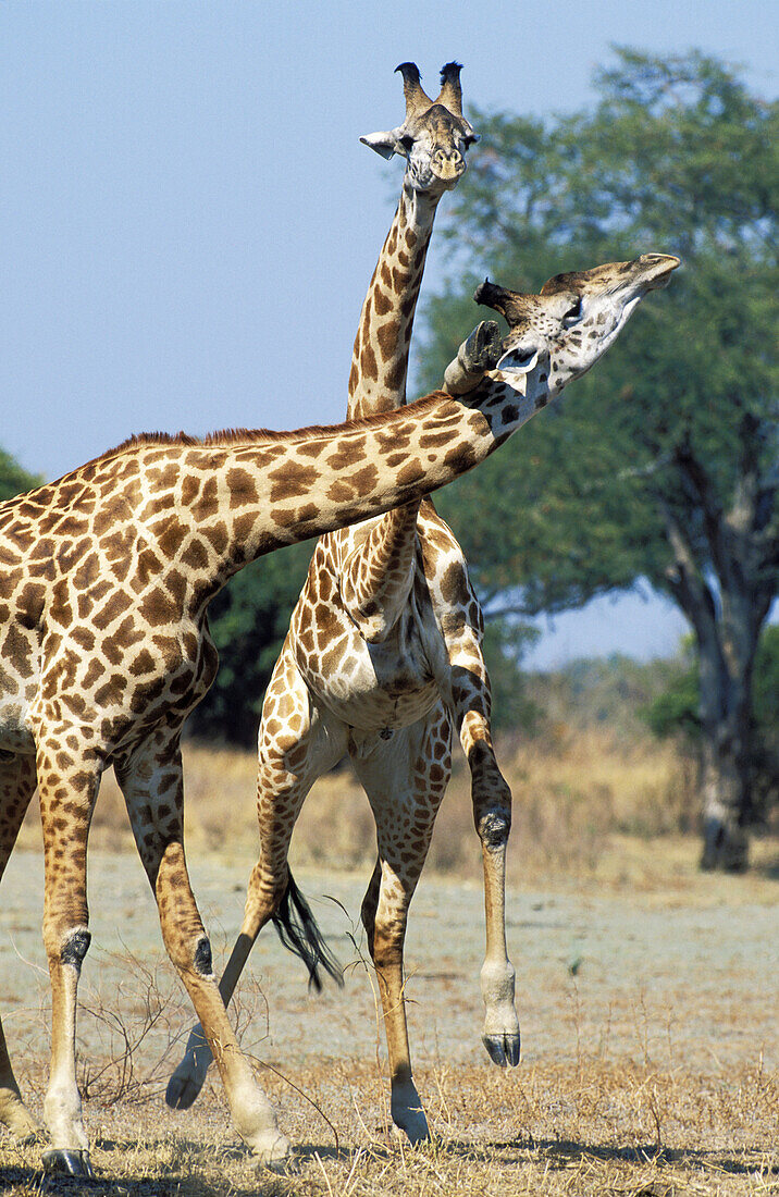 Thornicroft s Giraffe (Giraffa camelopardalis thornicrofti). South Luangwa National Park, Zambia.