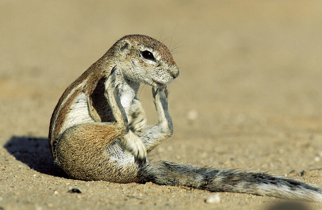 Cape Ground Squirrel (Xerus inauris); grooming female. Kalahari Desert, Kgalagadi Transfrontier Park, South Africa.
