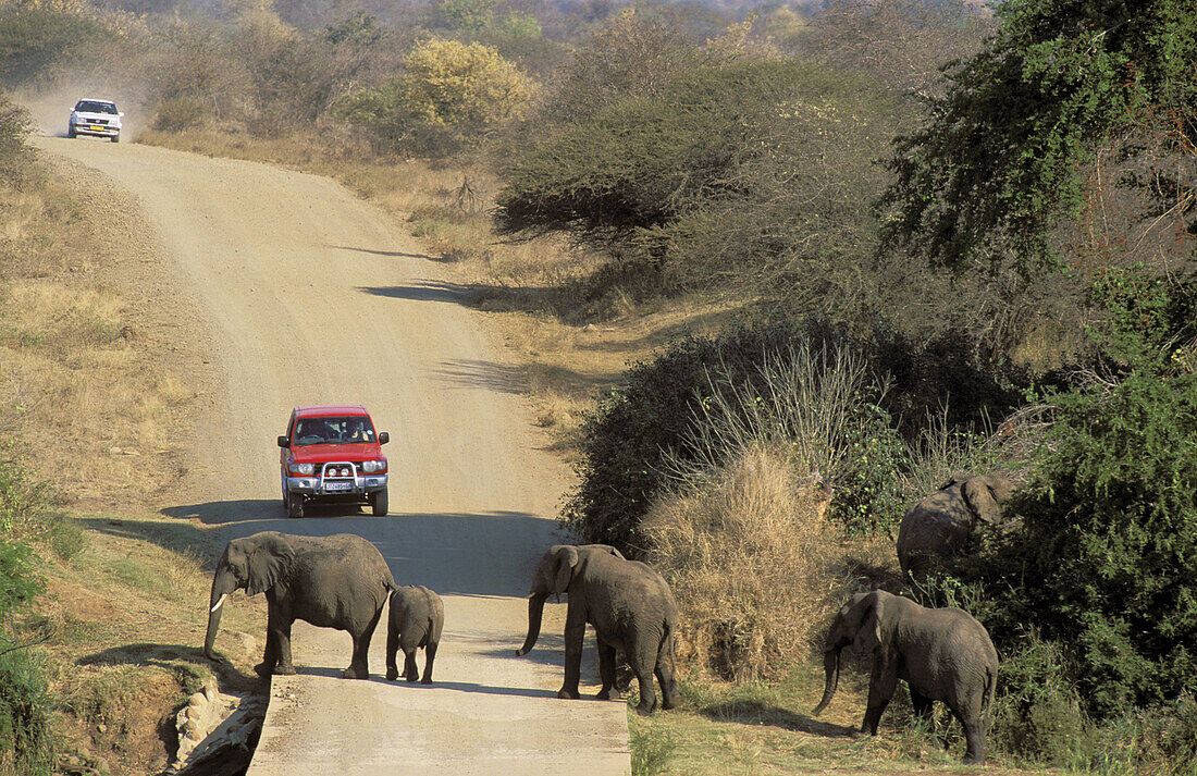 African Elephant (Loxodonta africana); breeding herd crossing a road at the bank of the Olifants river. Kruger National Park, South Africa.