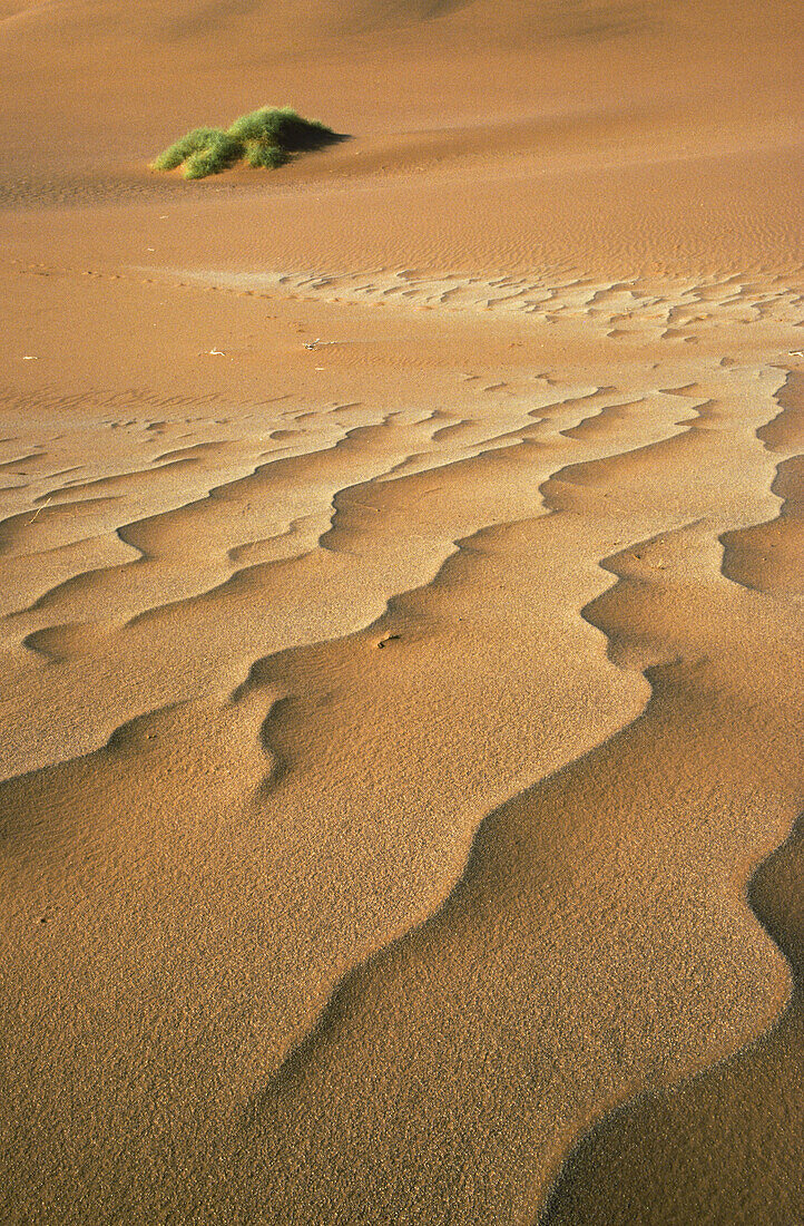 Structural forms in the sand of the Namib Desert and a nara bush (Acanthosicyos horrida) in the background. Namib-Naukluft Park, Namibia.