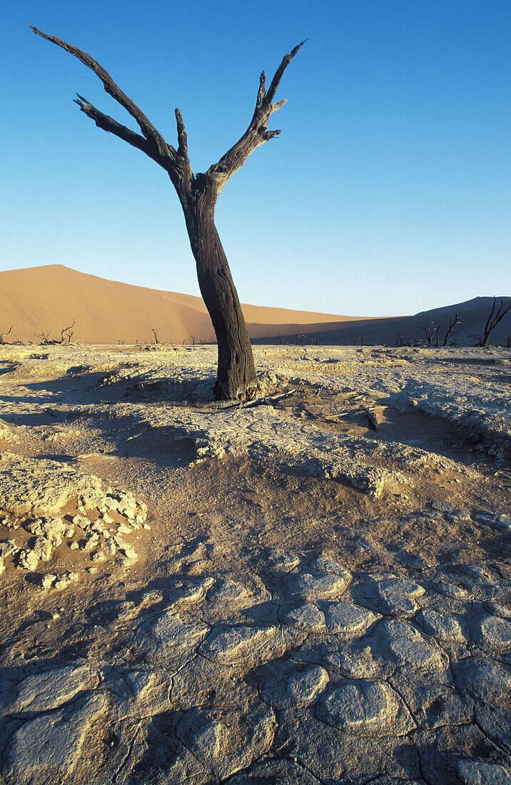 Dead camelthorn tree (Acacia erioloba) in the so-called Dead Vlei , a dry pan in the centre of the Namib Desert. Namib-Naukluft Park, Namibia.