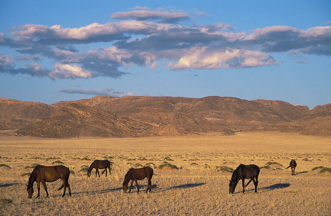 Namib Desert Horse; feral descendants of horses which probably were left behind by German troops in the early 1900; grazing in the evening. Garub plains west of the village of Aus, Namib-Naukluft Park, Namibia.