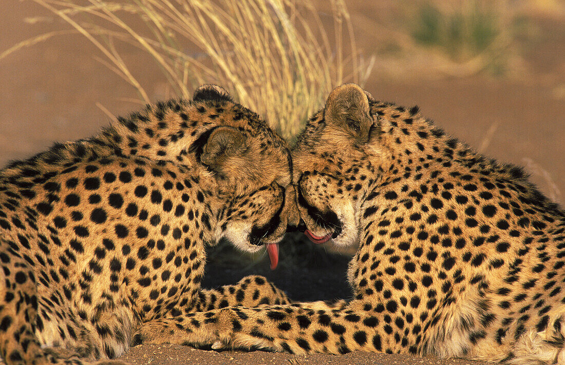 Cheetah (Acinonyx jubatus); grooming pair, photographed in captivity on a farm. Namibia.