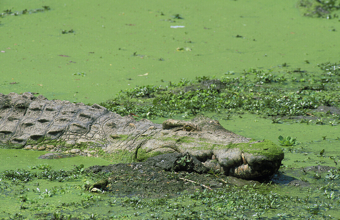 Nile Crocodile (Crocodylus niloticus); resting in a pond which is covered with duckweed. South Luangwa National Park, Zambia.