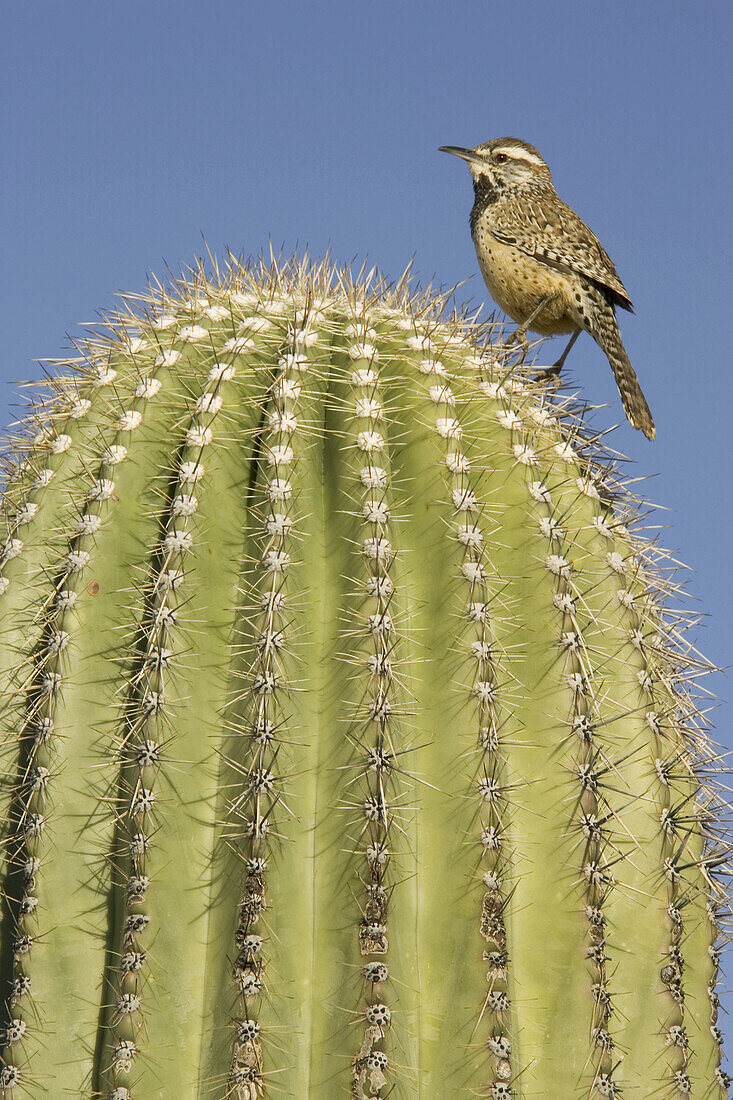 Cactus Wren (Campylorhynchus brunneicapillus) - On the lookout on a Giant Saguaro (Carnegiea gigantea). This is the largest wren in North America. Saguaro National Park (western section), Tucson, Arizona, USA.