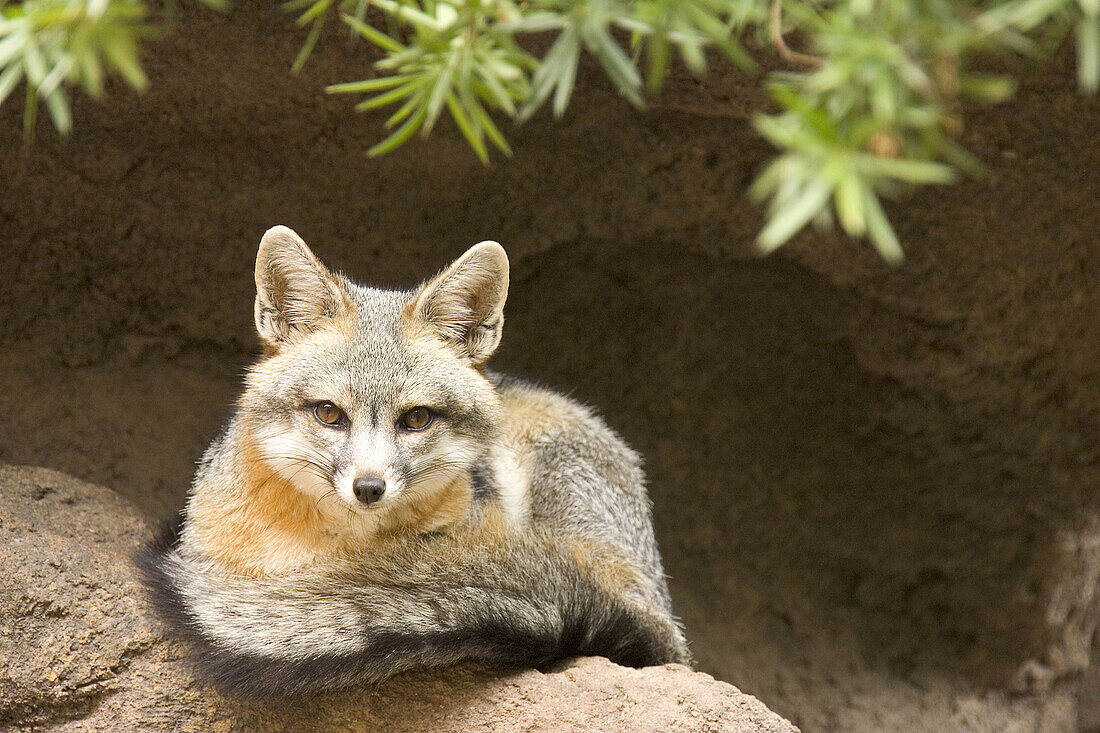 Gray Fox (Urocyon cinereoargenteus) - Photographed in captivity in the Arizona-Sonora Desert Museum. Tucson, Arizona, USA.