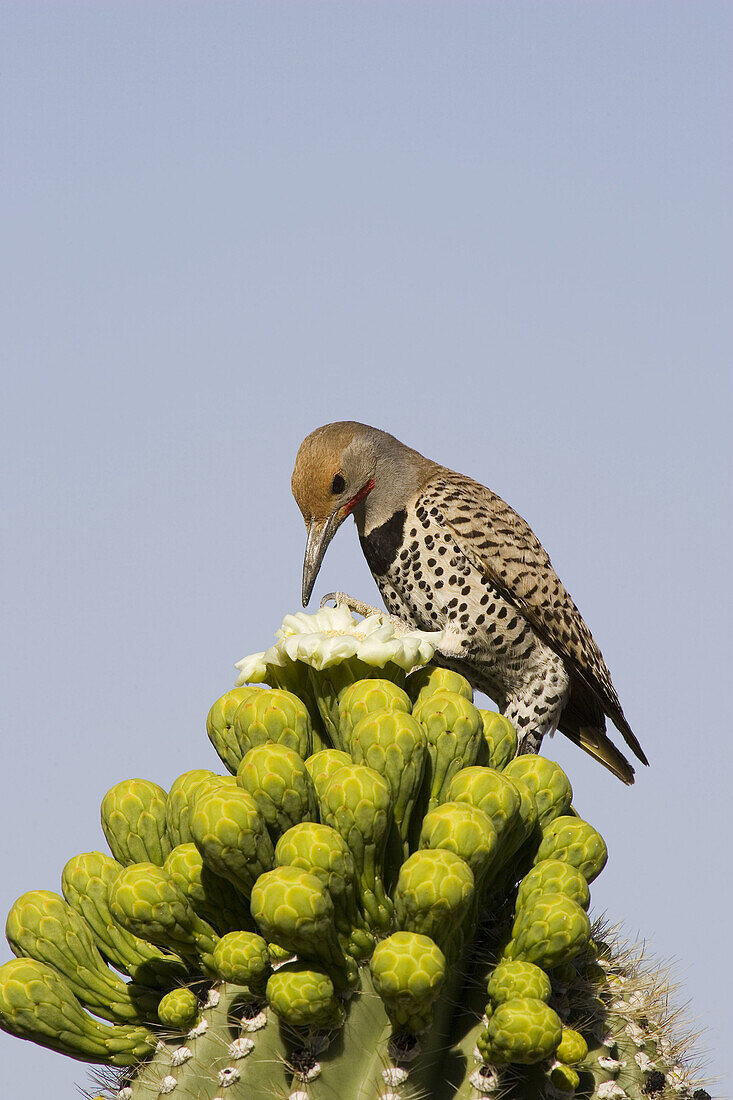 Gilded Flicker (Colaptes chrysoides) - Foraging for nectar at the flower of a Giant Saguaro (Carnegiea gigantea). Photographed late April at the beginning of the saguaro blossom. Saguaro National Park (eastern section), Tucson, Arizona, USA.