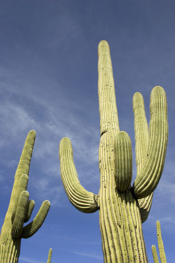 Giant Saguaro (Carnegiea gigantea) - Symbol of the American Southwest and indicator of the Sonoran Desert. Saguaro National Park (western section), Tucson, Arizona, USA.