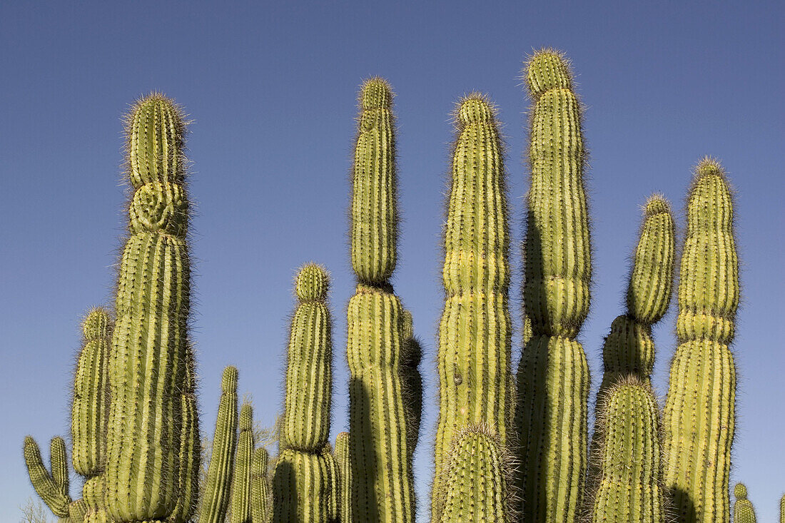 Organ Pipe Cactus (Stenocereus thurberi). Organ Pipe Cactus National Monument, Arizona, USA.