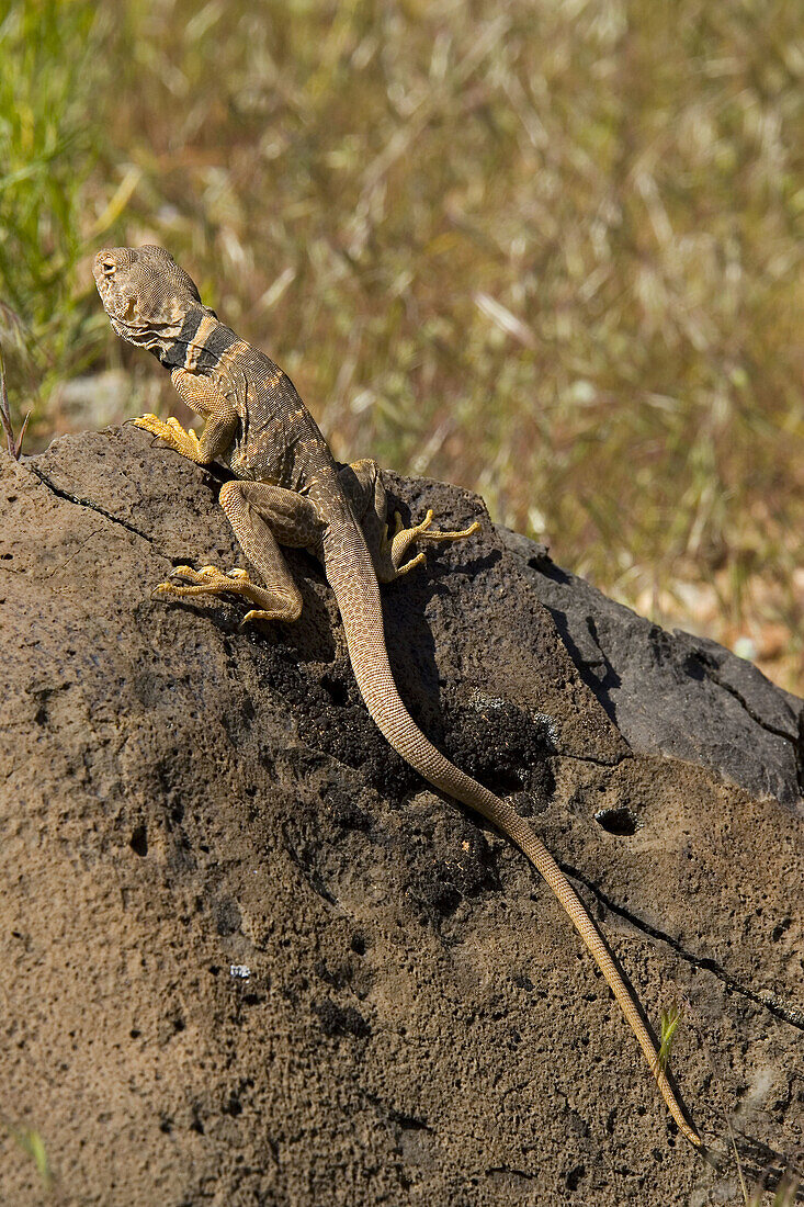 Collared Lizard (Crotaphytus collaris) - Female, basking. Zion National Park, Utah, USA.