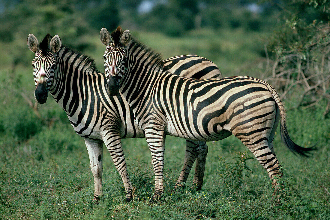Chapman s Zebras (Equus burchelli chapmani). Kurger National Park. South Africa