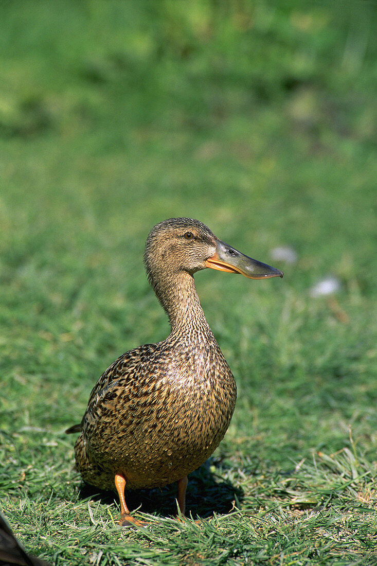 Female Northern Shoveler (Anas clypeata). Tablas de Daimiel National Park. Ciudad Real province. Spain